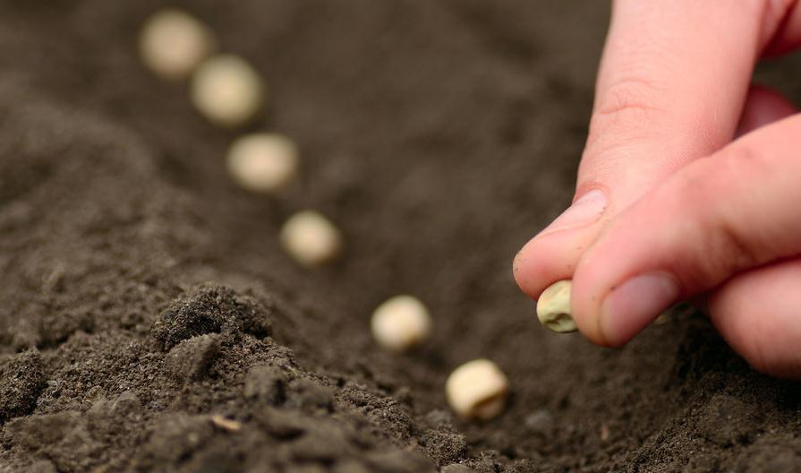 想在家里养养花,新手应该如何选购合适的花卉