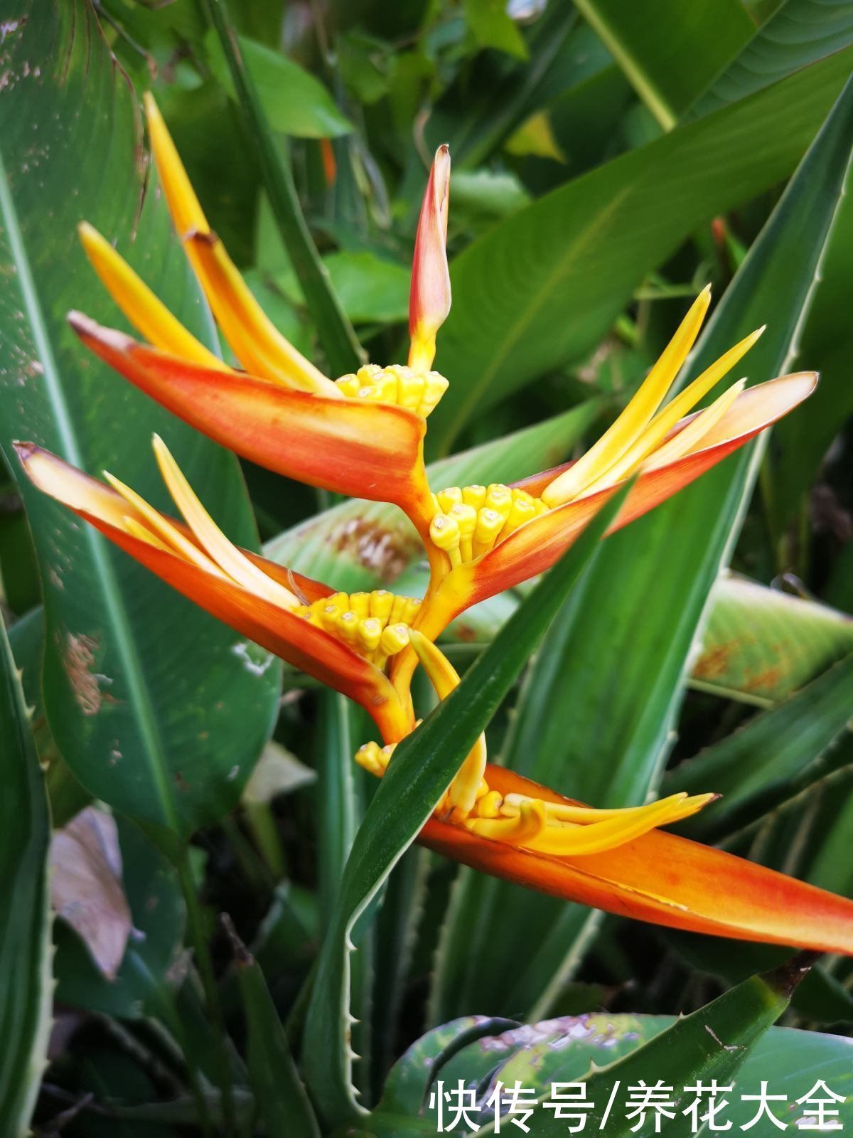 4种花贵气十足,养在家里有格调,等我有钱了一定要买