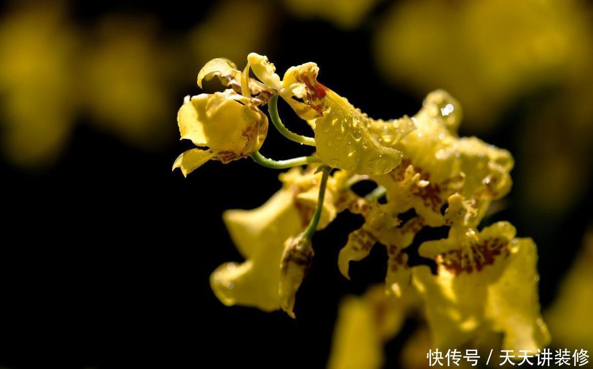 又雅又香又上档次，5种兰花推荐你，有面子