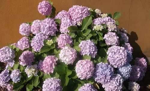 家家都有的调味料,用来养花,杀菌消毒不长虫,花期延长好几倍!