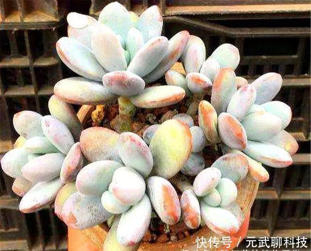 养护|多肉中的“美人系列”,这10种是代表,养护简单颜值高,适合新手