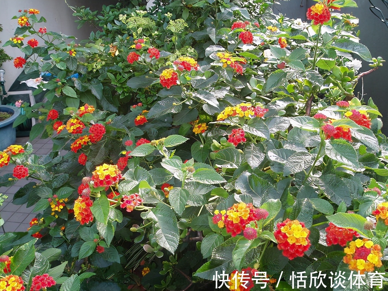 花开惊艳的8种“大毒花”,连叶片都带毒,家里若养着,光看别动