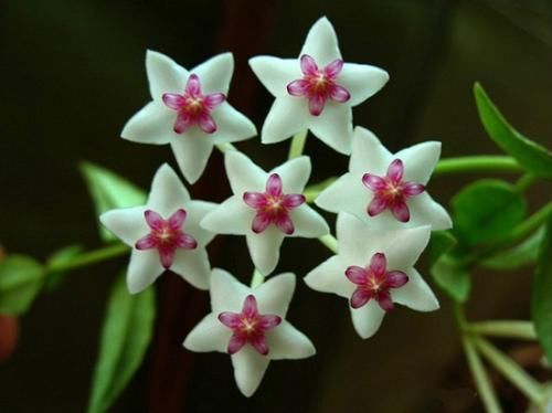 球兰，集观叶、赏花、闻香于一身，栽培难度低，新手也能养