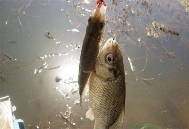 垂钓|冬季钓鱼的几个坑,不少人还在踩,想要有个好渔获,最好能避开