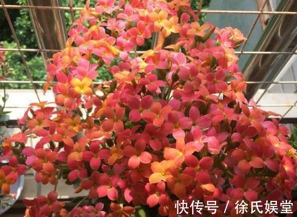 长寿花|新手须知：秋冬养长寿花，5个要点要谨记，做好了才能早开花