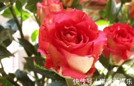 新手养花就养盆“彩纸口红”，花开似唇彩，娇艳欲滴，适合盆栽养