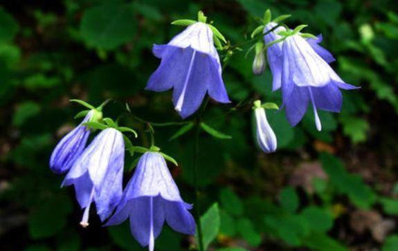 花型|6月12日开始,养花试试这几款,花型奇特美丽,花香四溢飘满屋