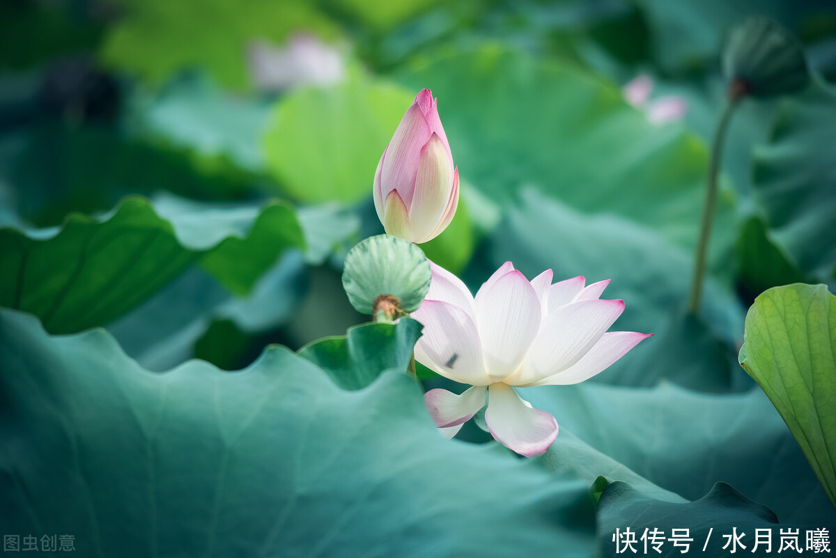  烟雨|烟火流年，如梦蹁跹，岁月的信笺上，一袭烟雨