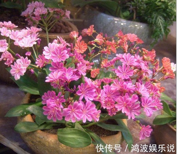 露薇花|别再养绿萝吊兰了，以下盆景花美又好养，花色很绚丽，四季有花赏