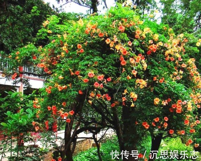 凌霄花|此花俄罗斯进口,一年花开178天,15天长满阳台,还不种一棵