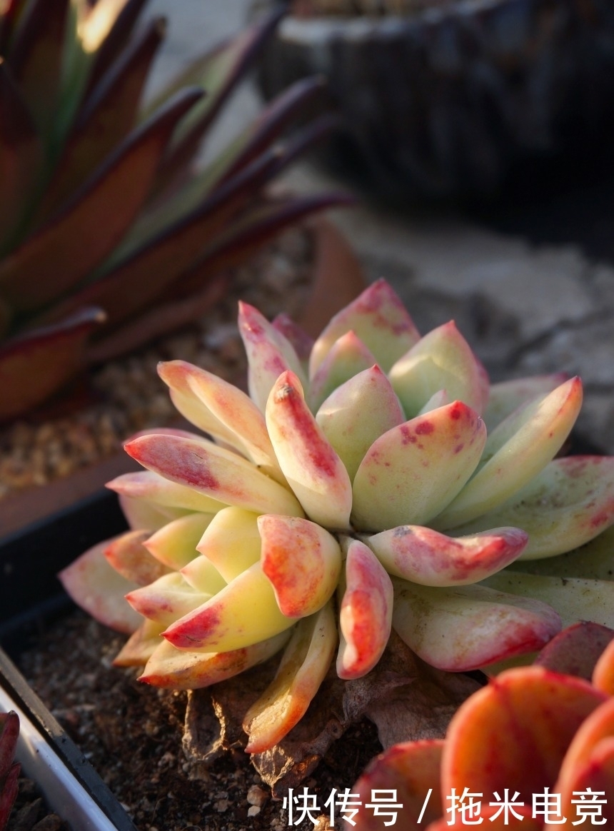 春天，去天台赏肉