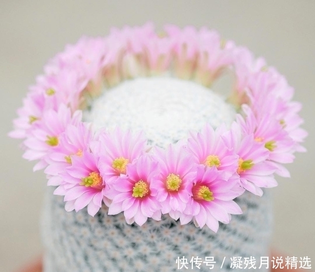 仙人掌很常见,但是这么美的还是第一次见!好想养几株!