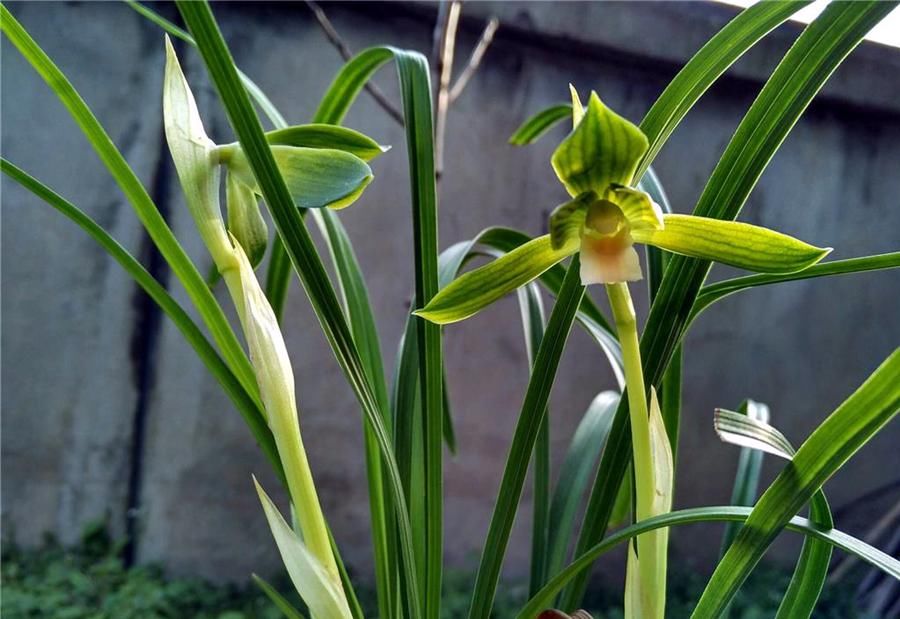 阳台上|为春兰促花,做到这几点,花香满屋
