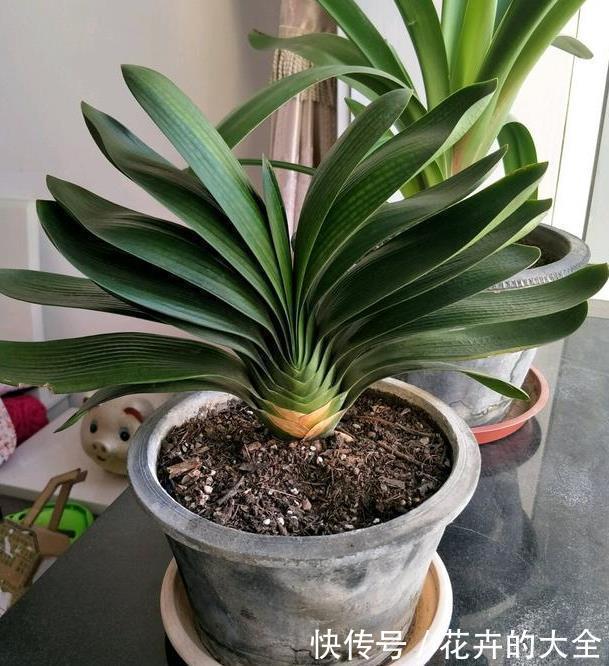 妙招|养君子兰用这个小妙招,开花多、新叶多、不夹箭,叶子绿的发光