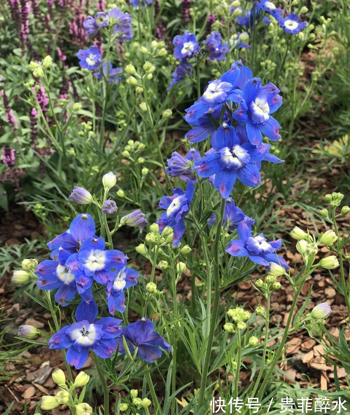 养护飞燕草,掌握4个要点,开花才能更加迷人!