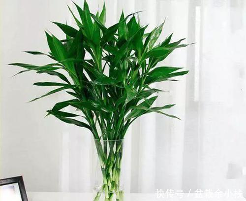 养花|6种耐阴花，最怕太阳晒，家里采光不好也能养，看看你养了几种？