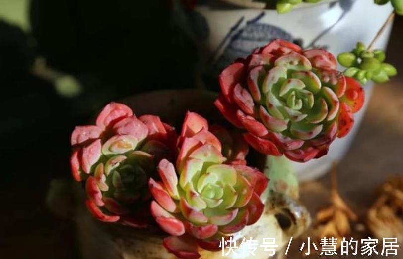 秋天多肉爱喝水,满足3个条件,肉肉淋雨后更漂亮