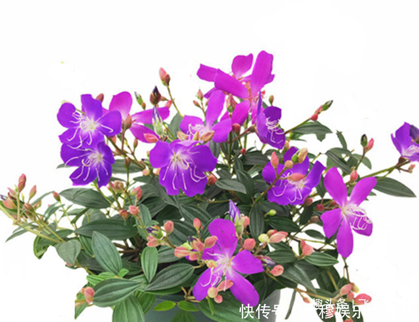 石榴|两种公主花全年开花不断，比月季好看，比吊兰好养，沾土就活