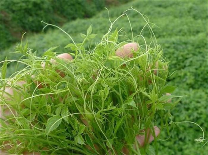 除害草|曾被当难除害草,如今被大量种植,叶子越多越珍贵,价值堪比人参