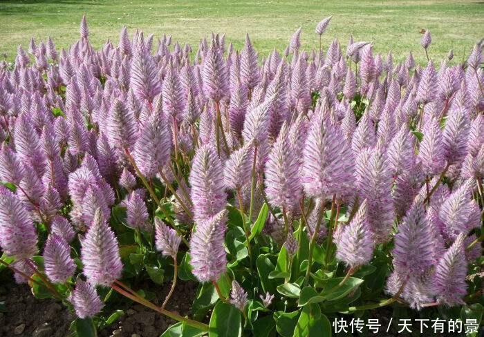 网红|色鲜艳丽的网红盆栽应该如何养护?