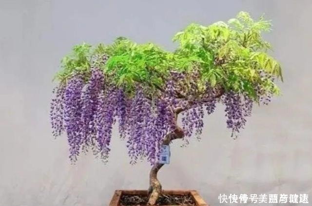 紫藤|4种花养成老桩，价格能翻好几倍，开花也更多！