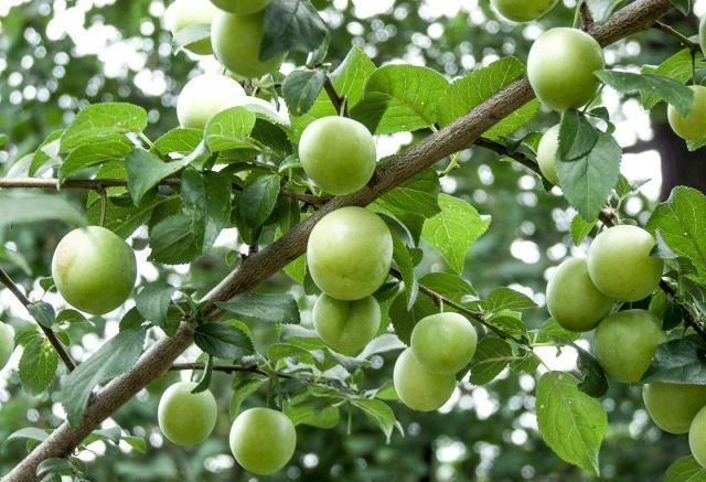 血管|血栓的“冤家”被发现了，若没事吃两口，血栓可能“不来打扰”