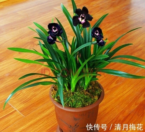 想养兰花就选墨兰，养植省心，春节时正好开花