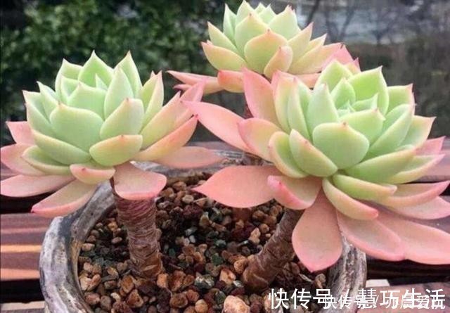 多肉植物,叶子软趴趴的是怎么回事?检查这3个方面