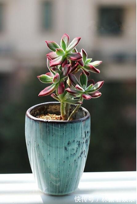 嫁接|多肉原来还能这么玩,嫁接方法很简单,轻松爆盆还好看!