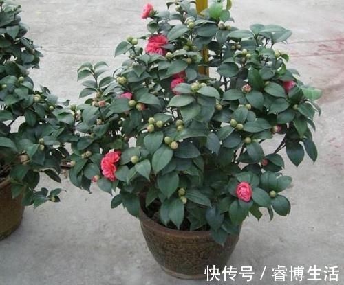 这些垃圾废料拿来养花,你以为是“青铜”,结果全是“王者”