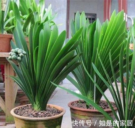 花盆儿|立秋之后,君子兰这么养,叶子厚又亮,开花大爆发