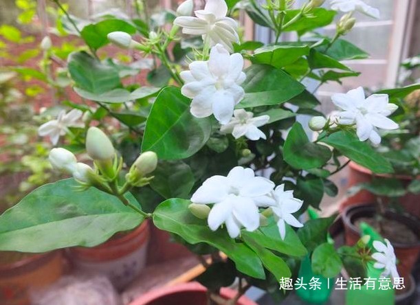 茉莉花别乱施肥,用2个“小妙招”,轻松开爆盆,别说没告诉你