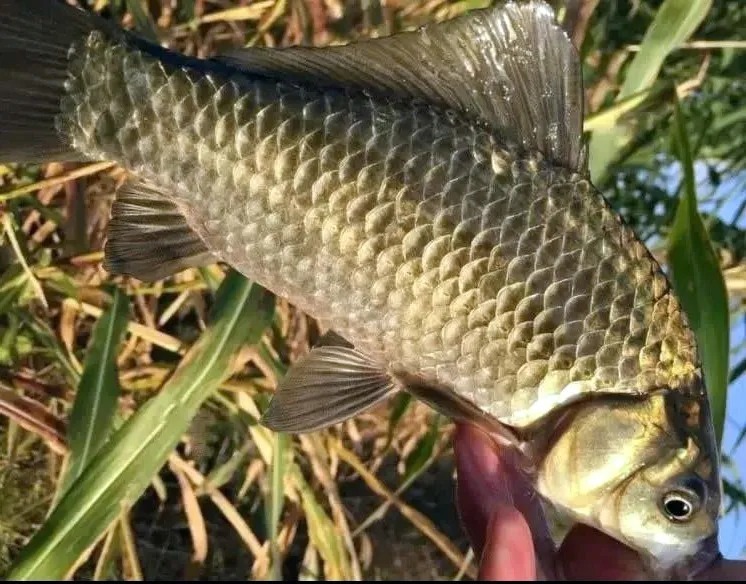 野钓高手:寒冬钓鲫鱼,加这几种材料,鲫鱼比夏天都好钓