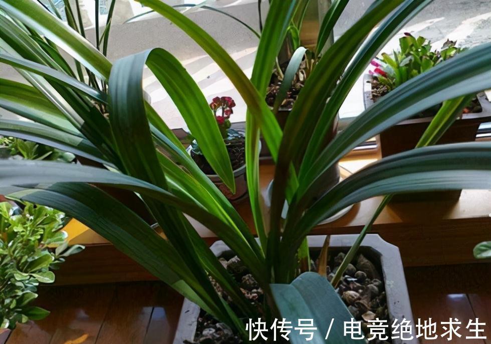 养2年的墨兰不长个、不开花?喂粒2块钱的药,根叶花苞呼呼窜