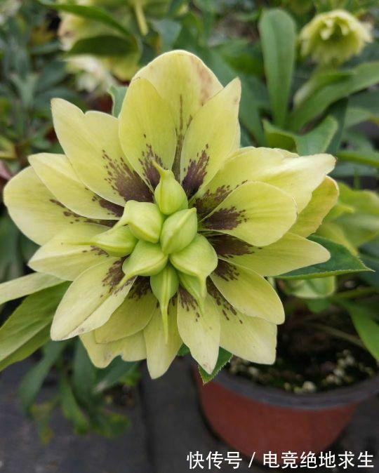 13种“漂亮花”,零下20度也冻不死它,大雪天依旧能开,又香又艳