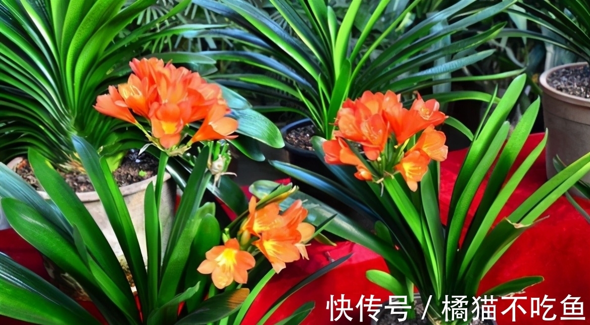 扇面|君子兰进入生长期,春天做好“3足”,新叶长得多,整齐又油亮