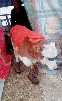 |搞笑GIF:伴娘你可真是有心计啊,这样藏鞋子谁能找得到啊