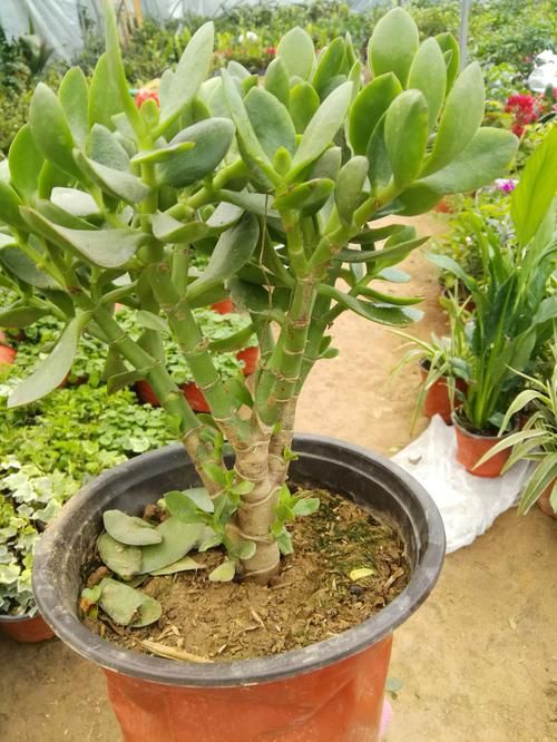 阳台养多肉，浇水“姿势”很重要，3个不小心，多肉坏一半