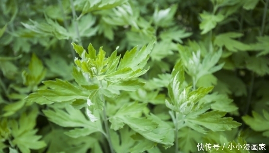 秋后|立秋后，常喝艾叶水可清热驱寒，泡完脚后，血管再也不堵塞了