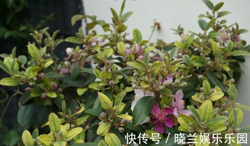 虫害|养花的4种虫害，打药都很难清除，如果遇到，用这些方法试试