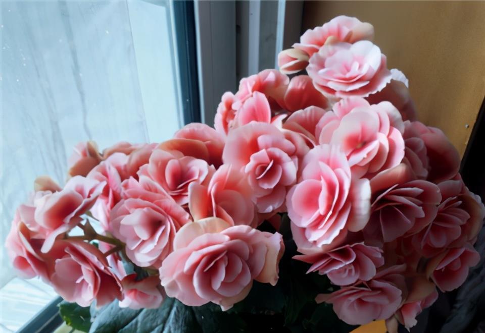 海棠花不开花?搬回室内做好这两点,冬日也能开花