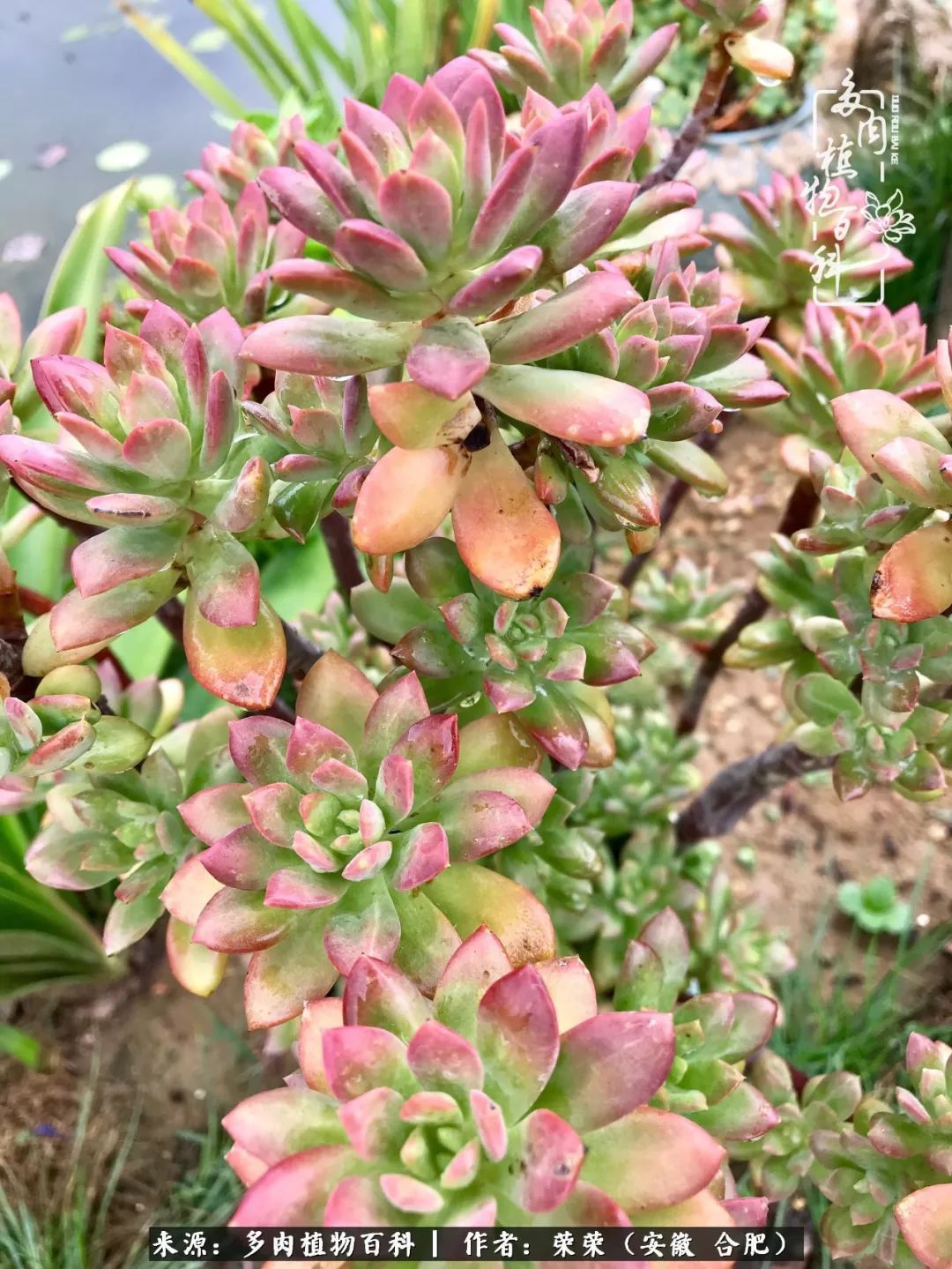 金秋时节,变化带来的惊喜不正是养肉的乐趣所在么!