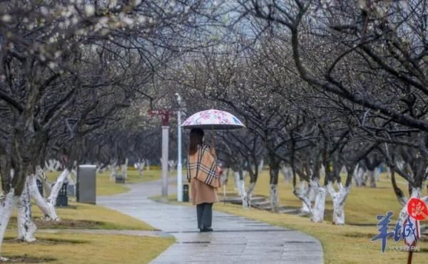 初花期|今日冬至，广州此处可赏“雪”！