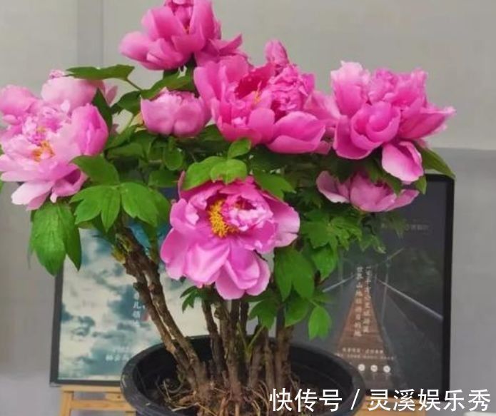 阳台|适合阳台养护的花卉，一年四季都赏花，娇艳美不胜收