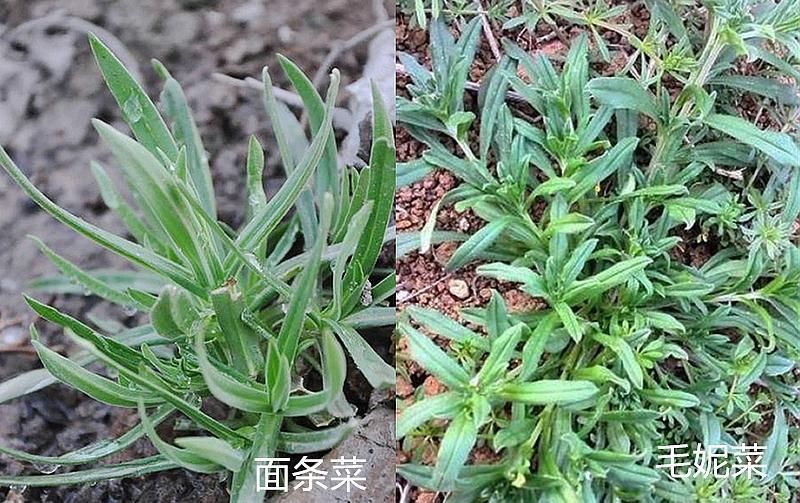 这7对“双胞胎”野菜，很多人傻傻分不清，你认识哪几种？