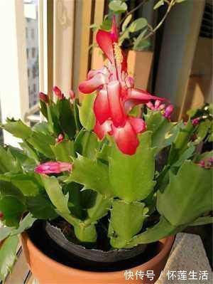 变群兰|蟹爪兰有4“怕”，注意避开它，10天白根蹭蹭冒，独苗变群兰