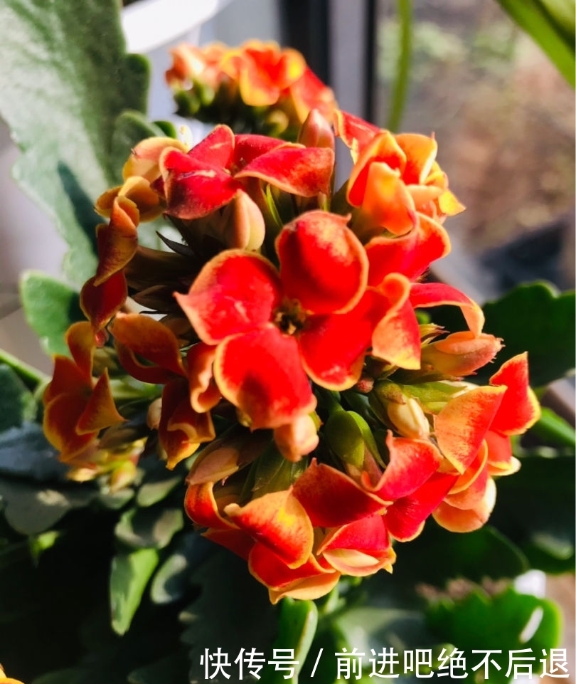 卧室养花有四禁忌,虽然看着漂亮,但是对身体不好