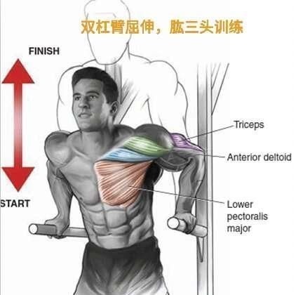 双杠臂|同一个动作，不同的握法，用它练胸大肌和三头肌最合适不过了