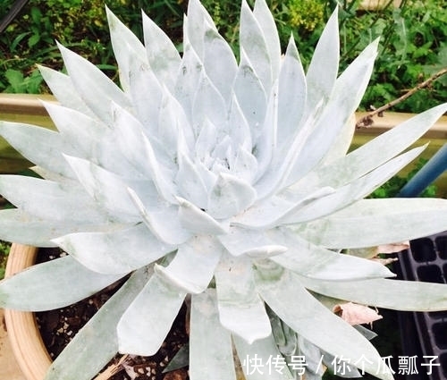 6款白色系多肉,高雅纯净养护简单,仙气十足谁见了都夸美!