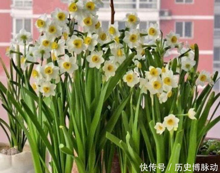 冬天养此款花卉,风吹开花旺,开完一茬接一茬